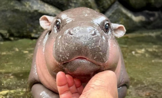HIPPO (HIPPO): Стратегія Набору Позиції та Аналіз Корекції